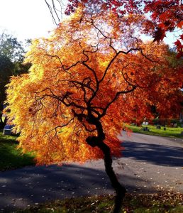 autumn-tree-sm