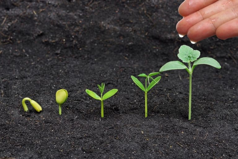 plants growing from seed