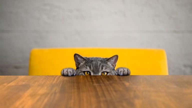 cat peaking out over chair