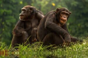 Building Bonds of Trust For Healthier Teamwork